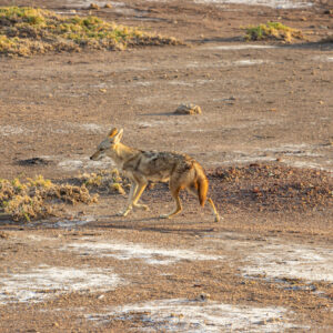 Beauty of wildlife by Camille Massida Photography